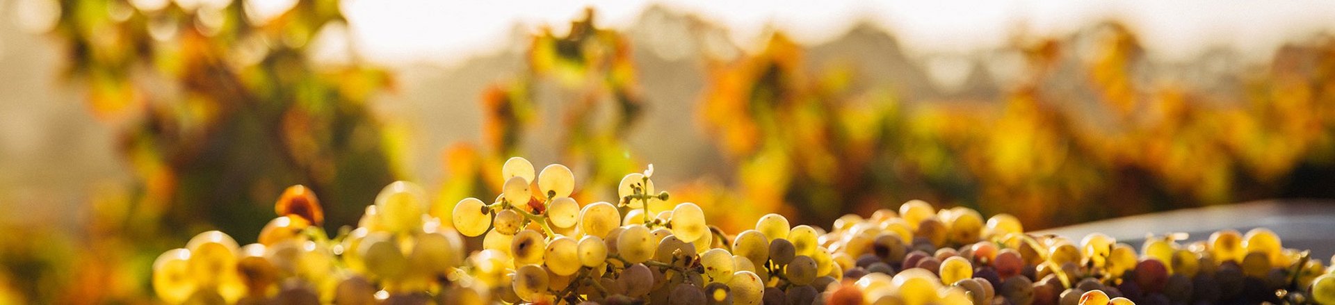 Selbstständig machen mit Wein 